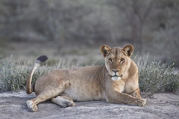 Lioness (Lion) (Panthera leo), Ngorongoro Conservation Area, Tanzania, East Africa