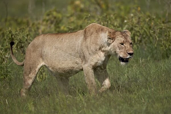 Lioness (Lion, Panthera leo), Ngorongoro Crater, Tanzania, East Africa, Africa