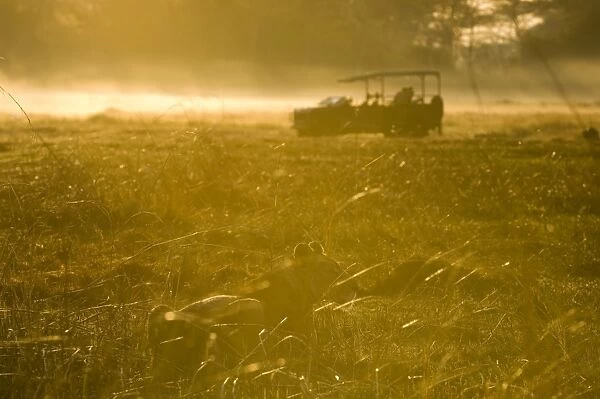 Lioness in the mist at sunrise, Busanga Plains, Kafue National Park, Zambia, Africa
