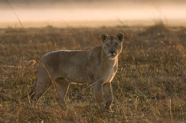 Lioness in the mist at sunrise, Busanga Plains, Kafue National Park, Zambia, Africa