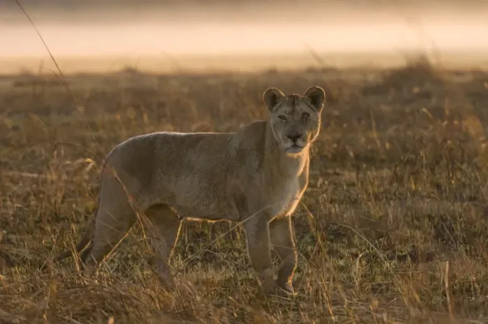 Framed Print : Lioness in the mist at sunrise, Busanga Plains, Kafue National Park, Zambia, Africa Framed Print : Lioness in the mist at sunrise, Busanga Plains, Kafue National Park, Zambia, Africa