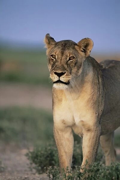 Lioness, Panthera leo