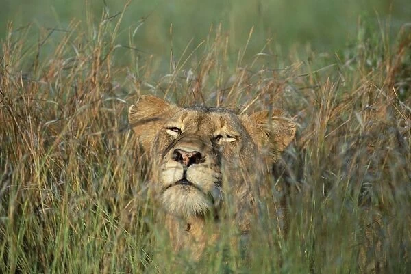Lioness, Panthera leo