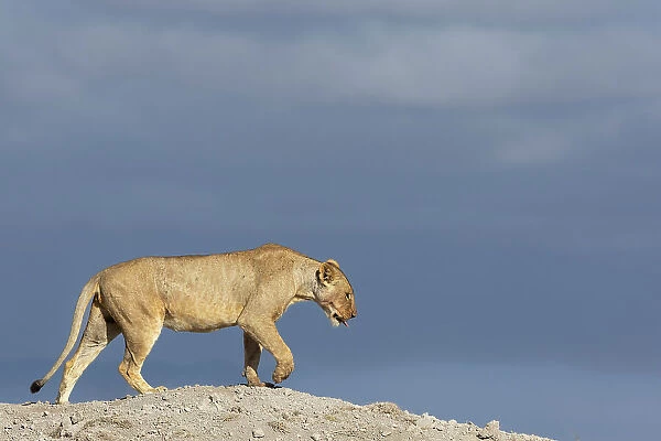 Lioness (Panthera leo), Amboseli national park, Kenya, East Africa