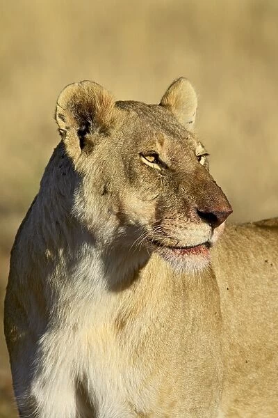 Lioness (Panthera leo) with blood-covered mouth from a wildebeest kill
