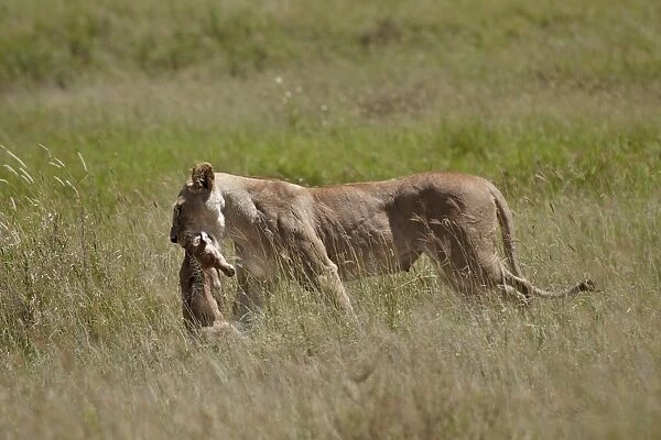 Lioness (Panthera leo) carrying a baby Cokes hartebeest, Serengeti National Park, Tanzania, East Africa, Africa