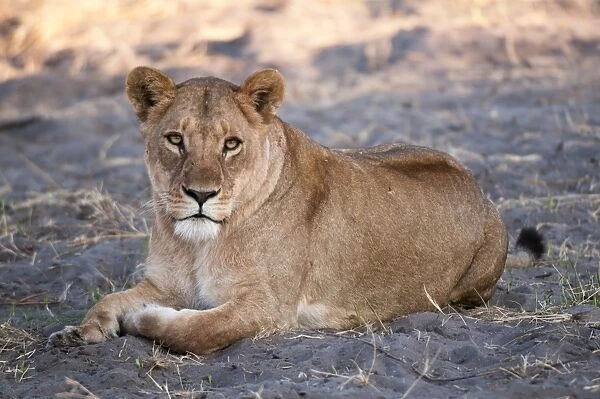 Lioness (Panthera leo), Chief Island, Moremi Game Reserve, Okavango Delta, Botswana, Africa
