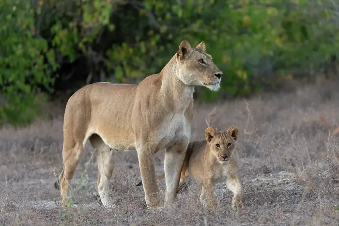 Framed Print : Lioness (Panthera leo) and cub, Chobe National Park, Botswana, Africa Framed Print : Lioness (Panthera leo) and cub, Chobe National Park, Botswana, Africa