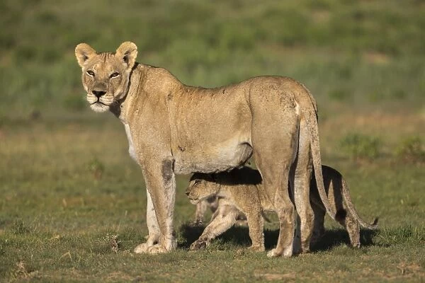 Lioness (Panthera leo) with cub, Kgalagadi Transfrontier Park, Northern Cape, South Africa