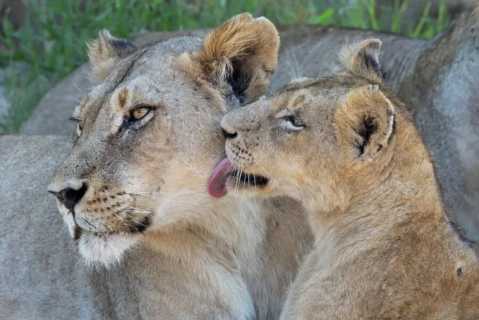 Framed Print : Lioness (Panthera leo) with cub, MalaMala Game Reserve, South Africa, Africa Framed Print : Lioness (Panthera leo) with cub, MalaMala Game Reserve, South Africa, Africa
