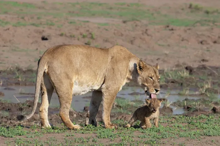 Framed Print : Lioness (Panthera leo) with cub, Mashatu Game Reserve, Botswana, Africa Framed Print : Lioness (Panthera leo) with cub, Mashatu Game Reserve, Botswana, Africa