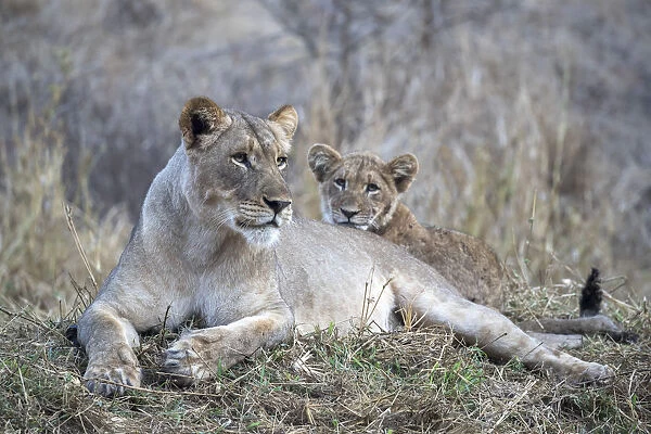 Lioness (Panthera leo) with cub, Zimanga private game reserve, KwaZulu-Natal, South