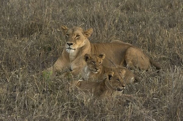 A lioness (Panthera leo) with cubs, Tsavo, Kenya, East Africa, Africa