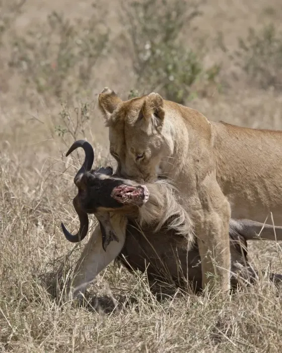 Framed Print : Lioness (Panthera leo) dragging a Blue Wildebeest (Brindled Gnu) (Connochaetes taurinus) carcass Framed Print : Lioness (Panthera leo) dragging a Blue Wildebeest (Brindled Gnu) (Connochaetes taurinus) carcass