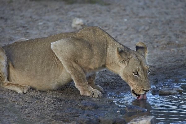 Lioness (Panthera leo) drinking, Kgalagadi Transfrontier Park encompassing the former