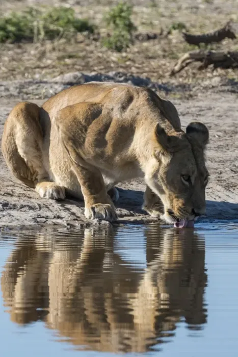 Framed Print : A lioness (Panthera leo) drinks at waterhole, Botswana, Africa Framed Print : A lioness (Panthera leo) drinks at waterhole, Botswana, Africa