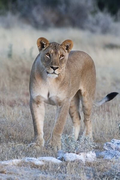 Lioness (Panthera leo), Etosha National Park, Namibia, Africa