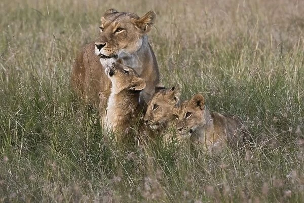 A lioness (Panthera leo) greeted by her cubs upon her return, Masai Mara, Kenya, East Africa