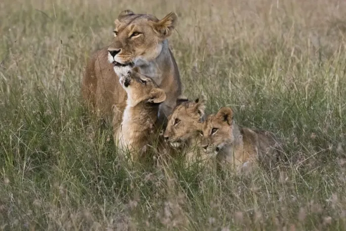 Framed Print : A lioness (Panthera leo) greeted by her cubs upon her return, Masai Mara, Kenya, East Africa Framed Print : A lioness (Panthera leo) greeted by her cubs upon her return, Masai Mara, Kenya, East Africa