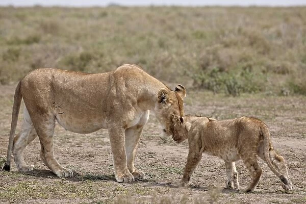 Lioness (Panthera leo) greeting a cub, Serengeti National Park, Tanzania