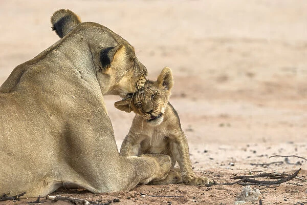 Lioness (Panthera leo) grooming cub, Kgalagadi Transfrontier Park, South Africa, Africa