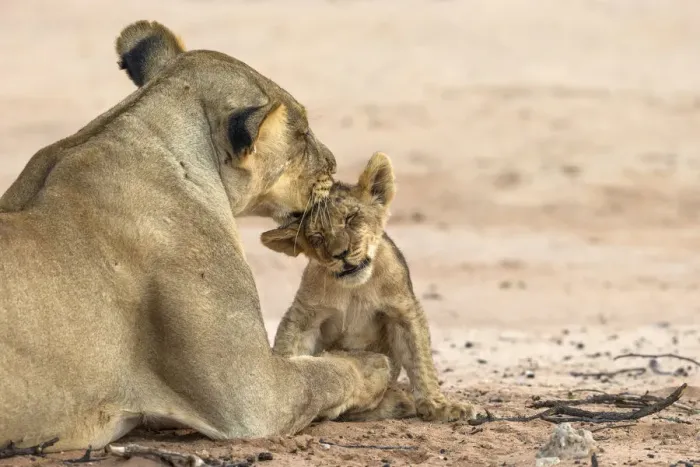 Framed Print : Lioness (Panthera leo) grooming cub, Kgalagadi Transfrontier Park, South Africa, Africa Framed Print : Lioness (Panthera leo) grooming cub, Kgalagadi Transfrontier Park, South Africa, Africa
