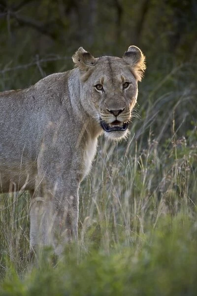 Lioness (Panthera leo), Imfolozi Game Reserve, South Africa, Africa