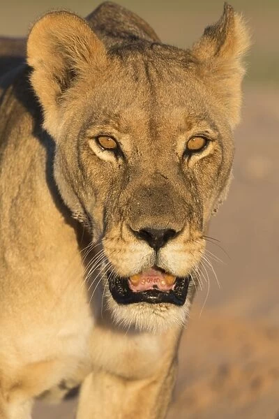 Lioness (Panthera leo) in the Kalahari, Kgalagadi Transfrontier Park, Northern Cape