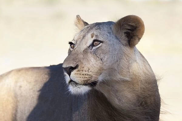 Lioness (Panthera leo), Kgalagadi Transfrontier Park, South Africa, Africa