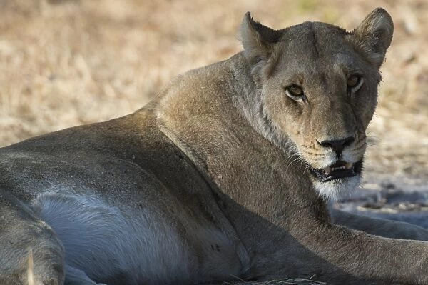 Lioness (Panthera leo), Khwai Concession, Okavango Delta, Botswana, Africa