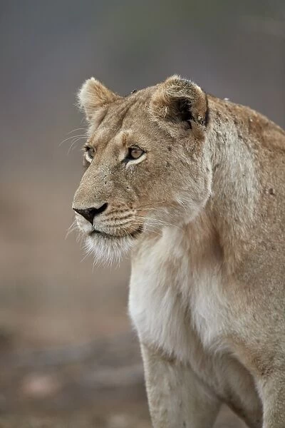Lioness (Panthera leo), Kruger National Park, South Africa, Africa