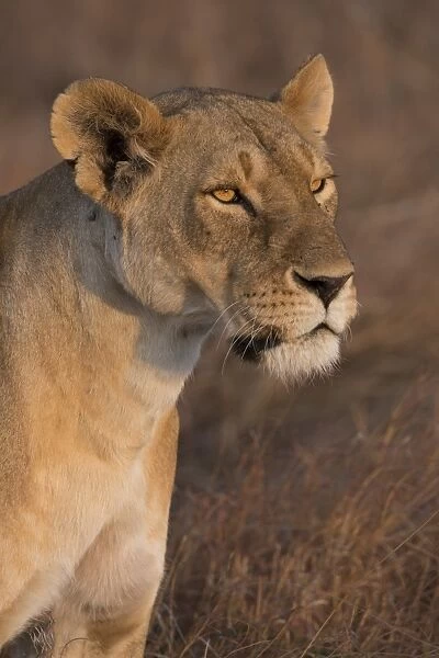 Lioness (Panthera Leo) of the Lemek pride in Lemek Conservancy, Masai Mara, Kenya