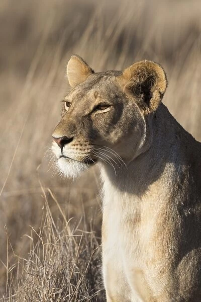 Lioness (Panthera leo), Lewa Wildlife Conservancy, Laikipia, Kenya, East Africa, Africa
