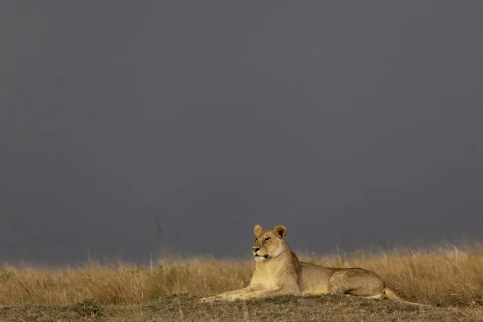 Framed Print : Lioness (Panthera leo), Masai Mara, Kenya, East Africa, Africa Framed Print : Lioness (Panthera leo), Masai Mara, Kenya, East Africa, Africa