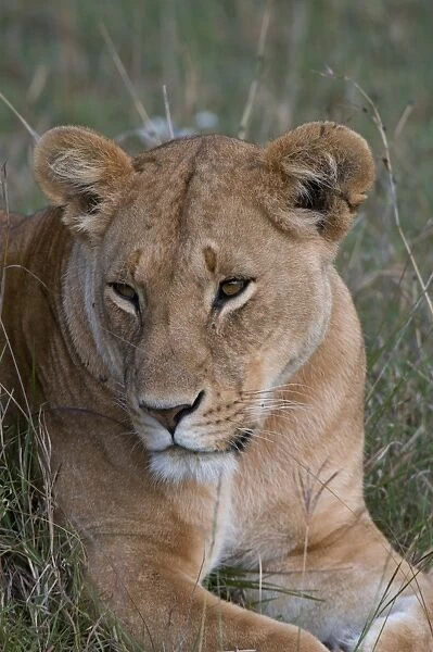 Lioness (Panthera leo), Masai Mara National Reserve, Kenya, East Africa, Africa