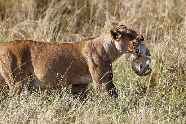A lioness (Panthera leo) moving a young cub by carrying it in her mouth