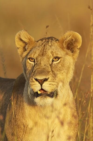 Lioness (Panthera leo) portrait in late-afternoon light