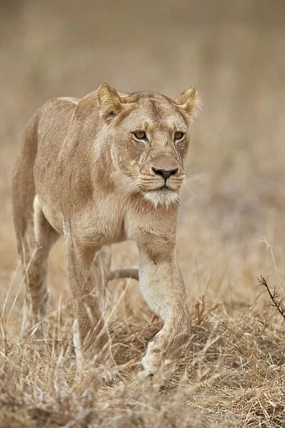 Lioness (Panthera leo), Ruaha National Park, Tanzania, East Africa, Africa