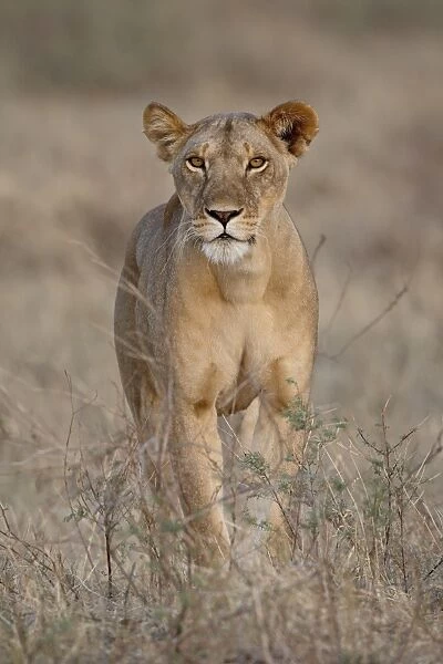 Lioness (Panthera leo), Samburu National Reserve, Kenya, East Africa, Africa