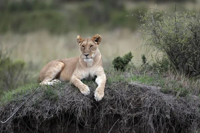 Framed Print : Lioness (Panthera leo) in savanna, Masai Mara Game Reserve, Kenya, East Africa, Africa