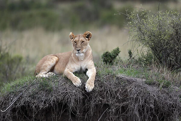 Lioness (Panthera leo) in savanna, Masai Mara Game Reserve, Kenya, East Africa, Africa