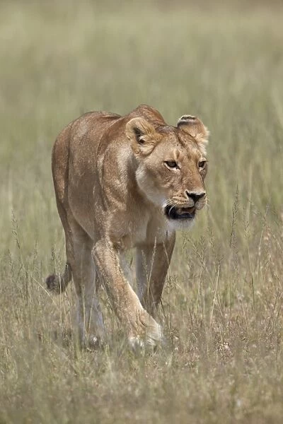 Lioness (Panthera leo), Serengeti National Park, Tanzania, East Africa, Africa