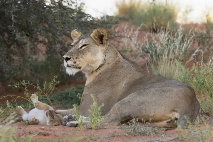 Framed Print : Lioness (Panthera leo) with small cub, Kgalagadi Transfrontier Park, South Africa, Africa Framed Print : Lioness (Panthera leo) with small cub, Kgalagadi Transfrontier Park, South Africa, Africa