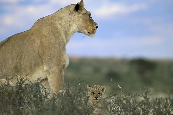 Lioness (Panthera leo) with small cub