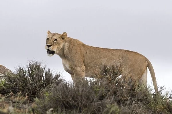 A lioness (Panthera leo) standing on a kopje known as Lion Rock in Lualenyi reserve