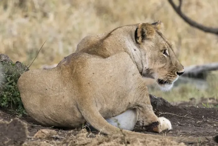 Framed Print : A lioness (Panthera leo) with full stomach after feeding, Tsavo, Kenya, East Africa Framed Print : A lioness (Panthera leo) with full stomach after feeding, Tsavo, Kenya, East Africa
