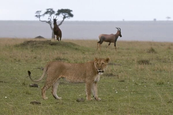 Lioness (Panthera leo) and topi (Damaliscus lunatus), Masai Mara National Reserve