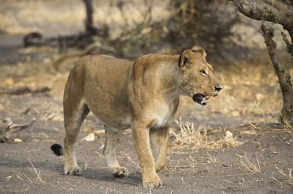 A lioness (Panthera leo) walking, Botswana, Africa