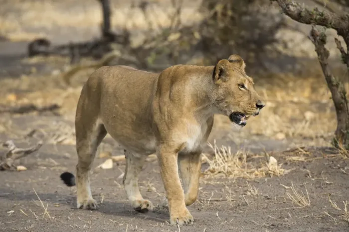 Framed Print : A lioness (Panthera leo) walking, Botswana, Africa Framed Print : A lioness (Panthera leo) walking, Botswana, Africa