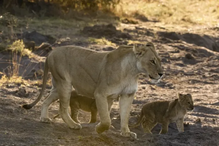 Framed Print : A lioness (Panthera leo) walking with its cubs, Botswana, Africa Framed Print : A lioness (Panthera leo) walking with its cubs, Botswana, Africa